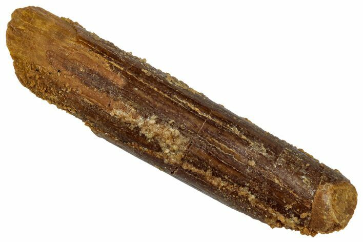 Unusual Sauropod Dinosaur (Nigersaurus?) Tooth - Morocco #332472